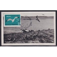 ANTARTIDA TARJETA MAXIMUM DE GAVIOTAS EN SANTA CRUZ MATASELLADA EN LA BASE PETREL